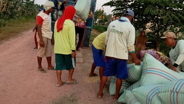 Bulog Tak Mampu Tampung Semua Hasil Panen Padi Petani Lampung Selatan